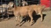 2 X MEATMASTER RAM NC SEBASTIAN (Per animal to take the lot)