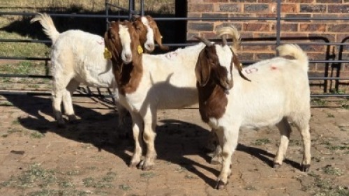 3 X BOER GOAT DOE HELGELEAN WHELAN (Per animal to take the lot)