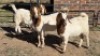 3 X BOER GOAT DOE HELGELEAN WHELAN (Per animal to take the lot)