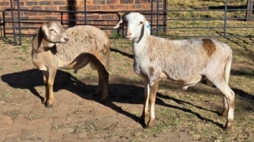 2 X MEATMASTER RAM NC SEBASTIAN (Per animal to take the lot)