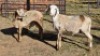 2 X MEATMASTER RAM NC SEBASTIAN (Per animal to take the lot)