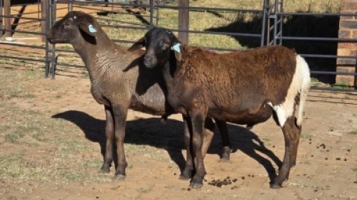 2 X MEATMASTER RAM NC SEBASTIAN (Per animal to take the lot)