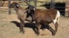 2 X MEATMASTER RAM NC SEBASTIAN (Per animal to take the lot)