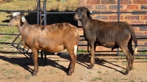2 X MEATMASTER RAM NC SEBASTIAN (Per animal to take the lot)