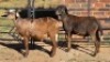 2 X MEATMASTER RAM NC SEBASTIAN (Per animal to take the lot)