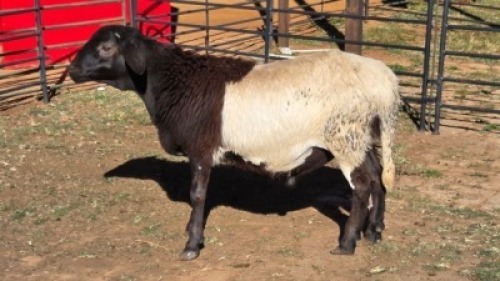 1 X MEATMASTER RAM KLUYTS LIVESTOCK FARMING