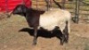 1 X MEATMASTER RAM KLUYTS LIVESTOCK FARMING