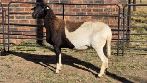 1 X MEATMASTER EWE KLUYTS LIVESTOCK FARMING