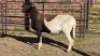 1 X MEATMASTER EWE KLUYTS LIVESTOCK FARMING