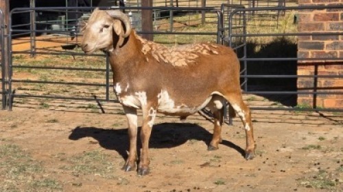 1 X MEATMASTER RAM MA NONY