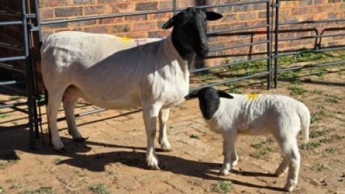 1+1 X DORPERS EWE ACHTERHOEK BOERDERY