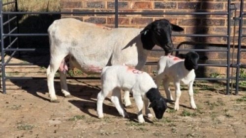 1+2 X DORPERS EWE ACHTERHOEK BOERDERY