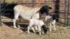 1+2 X DORPERS EWE ACHTERHOEK BOERDERY