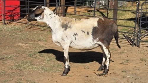 1 X MEATMASTER EWE KLUYTS LIVESTOCK FARMING
