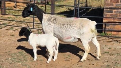1+1 X DORPERS EWE ACHTERHOEK BOERDERY