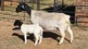 1+1 X DORPERS EWE ACHTERHOEK BOERDERY