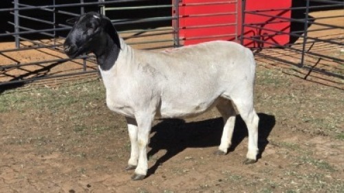 1 X DORPERS EWE ACHTERHOEK BOERDERY