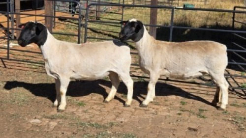 2 X DORPERS EWE ACHTERHOEK BOERDERY (Per animal to take the lot)