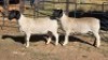 2 X DORPERS EWE ACHTERHOEK BOERDERY (Per animal to take the lot)