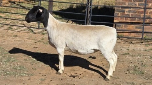 1 X DORPERS EWE ACHTERHOEK BOERDERY