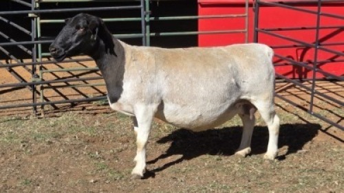 1 X DORPERS EWE ACHTERHOEK BOERDERY