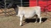 1 X DORPERS EWE ACHTERHOEK BOERDERY