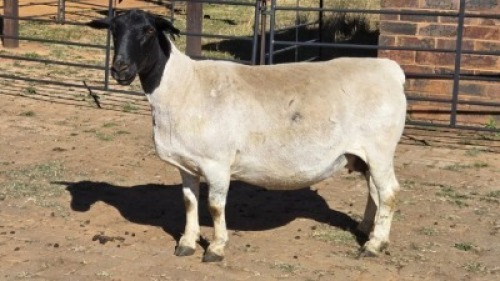 1 X DORPERS EWE ACHTERHOEK BOERDERY