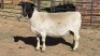 1 X DORPERS EWE ACHTERHOEK BOERDERY
