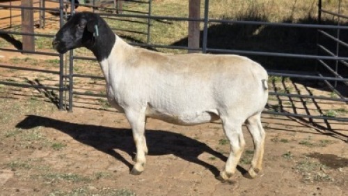 1 X DORPERS EWE ACHTERHOEK BOERDERY
