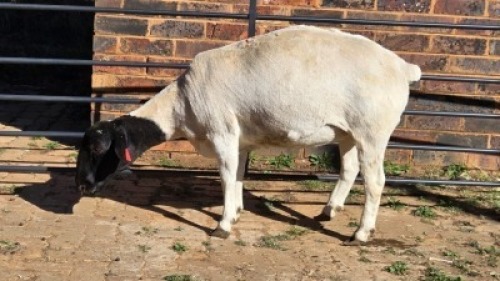 1 X DORPERS EWE ACHTERHOEK BOERDERY