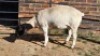 1 X DORPERS EWE ACHTERHOEK BOERDERY