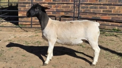 1 X DORPERS EWE ACHTERHOEK BOERDERY