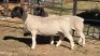 2 X DORPERS EWE ACHTERHOEK BOERDERY (Per animal to take the lot)