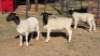 3 X DORPERS EWE ACHTERHOEK BOERDERY (Per animal to take the lot)