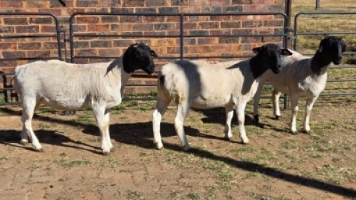 3 X DORPERS EWE ACHTERHOEK BOERDERY (Per animal to take the lot)