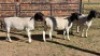 3 X DORPERS EWE ACHTERHOEK BOERDERY (Per animal to take the lot)