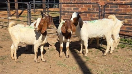 5 X BOER GOAT DOE KEITH GOOSEN (Per animal to take the lot)