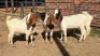 5 X BOER GOAT DOE KEITH GOOSEN (Per animal to take the lot)