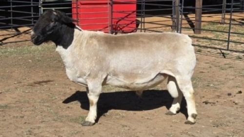 1 X DORPERS RAM ACHTERHOEK BOERDERY
