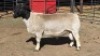 1 X DORPERS RAM ACHTERHOEK BOERDERY