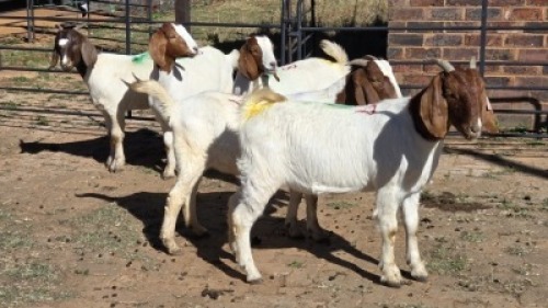 5 X BOER GOAT DOE KEITH GOOSEN (Per animal to take the lot)