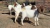 5 X BOER GOAT DOE KEITH GOOSEN (Per animal to take the lot)