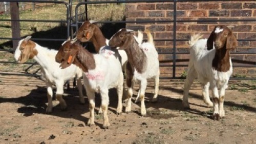 5 X BOER GOAT DOE KEITH GOOSEN (Per animal to take the lot)