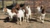 5 X BOER GOAT DOE KEITH GOOSEN (Per animal to take the lot)