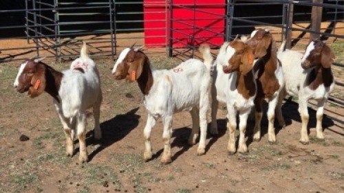5 X BOER GOAT DOE KEITH GOOSEN (Per animal to take the lot)