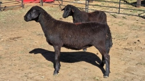 2 X MEATMASTER EWE C. LEGEMAAT (Per animal to take the lot)