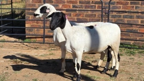 2 X MEATMASTER EWE MKL LIVESTOCK (Per animal to take the lot)