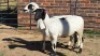 2 X MEATMASTER EWE MKL LIVESTOCK (Per animal to take the lot)