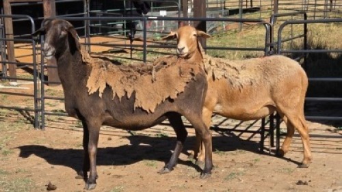 2 X MEATMASTER EWE C. LEGEMAAT (Per animal to take the lot)
