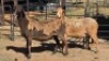 2 X MEATMASTER EWE C. LEGEMAAT (Per animal to take the lot)